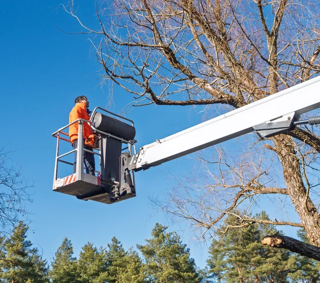 Arborist cherry picker aerial lift trimming upper canopy near Canfield Mountain Coeur d'Alene