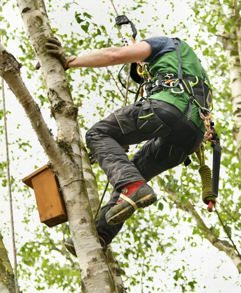 Arborist climbing safety harness tree residential near Riverstone Coeur d'Alene