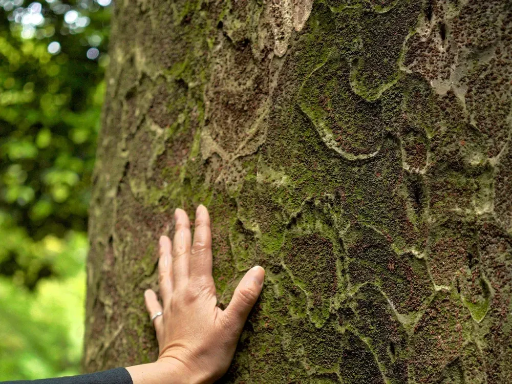 Professional arborist assessing tree trunk disease cracks structural risk near Kootenai County CDA