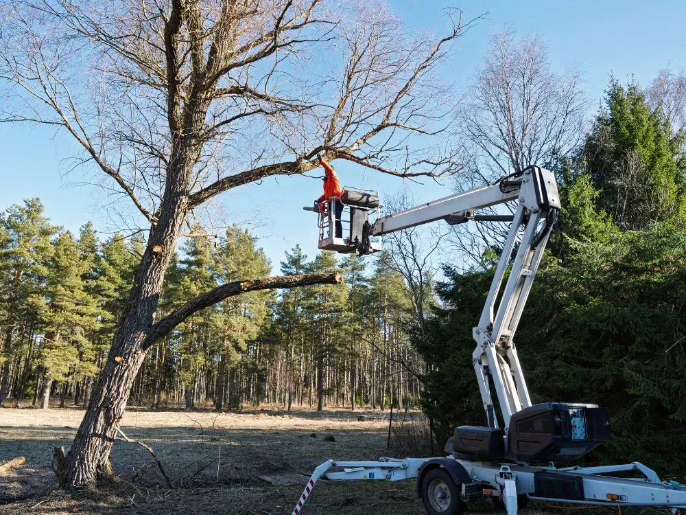 Crane bucket truck residential tall tree removal equipment near Kootenai County Coeur d'Alene