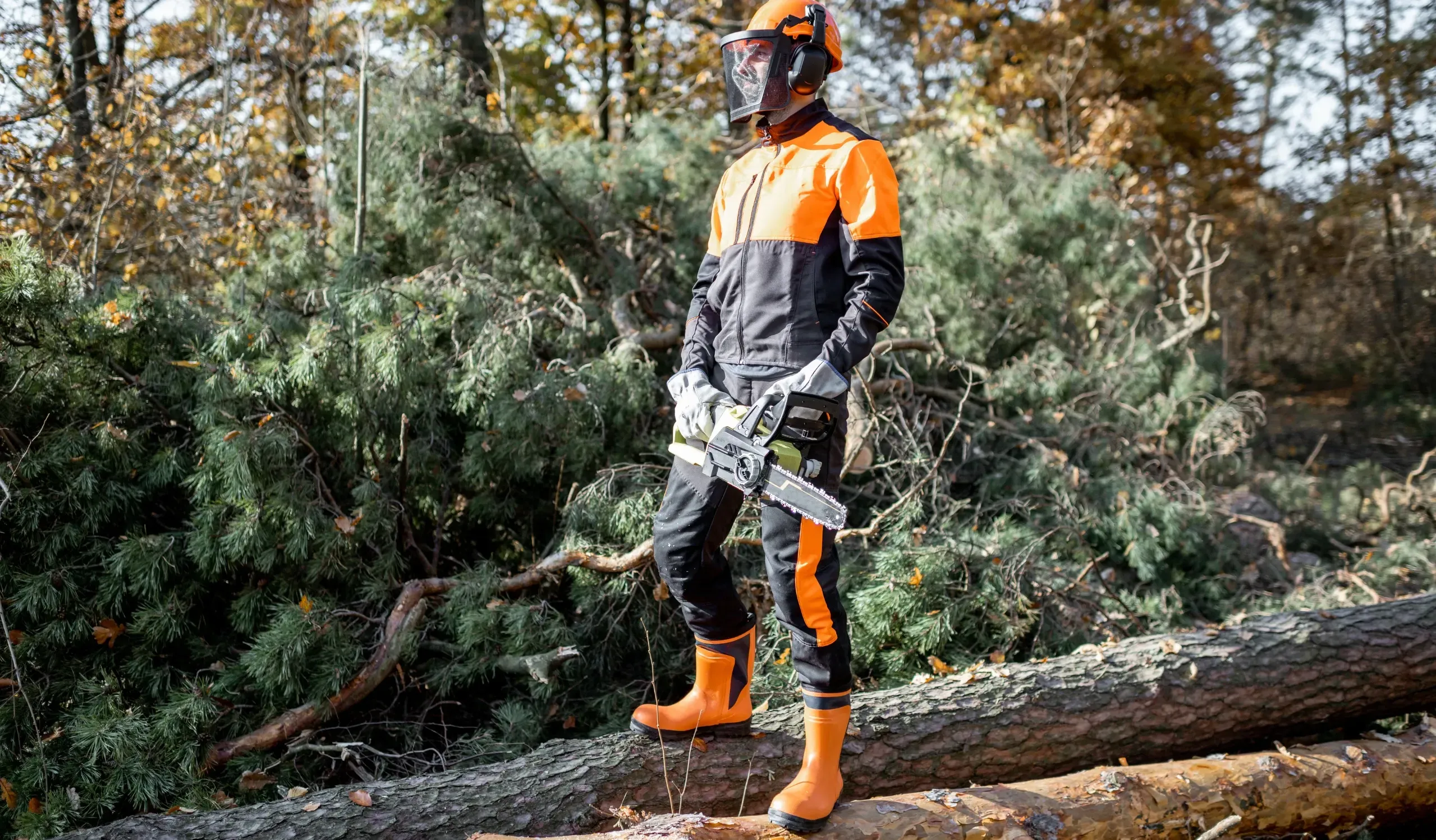 Arborist tree removal hazardous large tree chainsaw safety gear near Tubbs Hill Coeur d'Alene