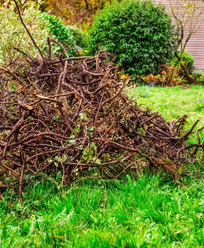 Tree branches removed lawn cleanup near Sherman Avenue Coeur d'Alene