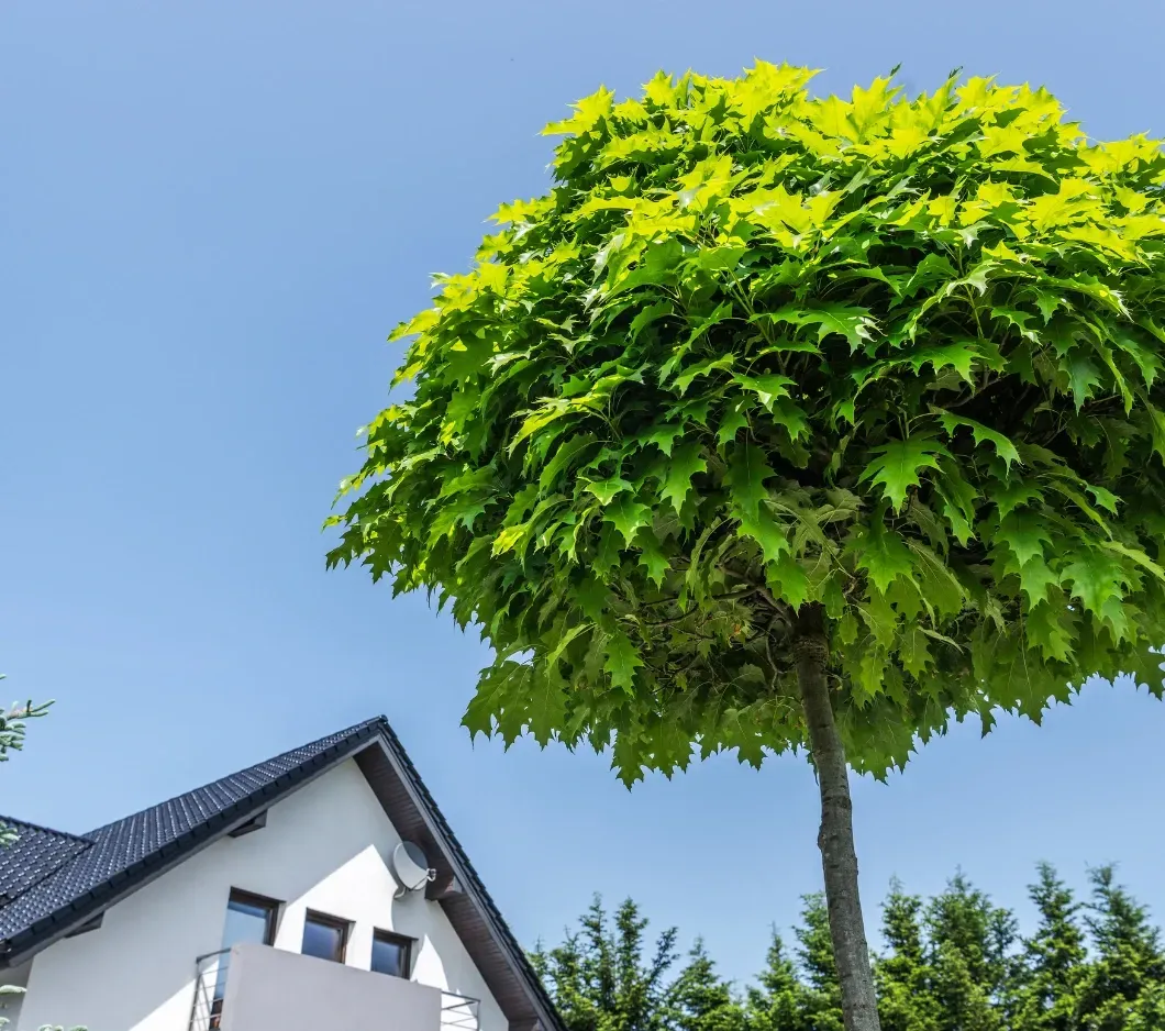Shaped ornamental tree after trim suburban home near Fernan Lake Coeur d'Alene