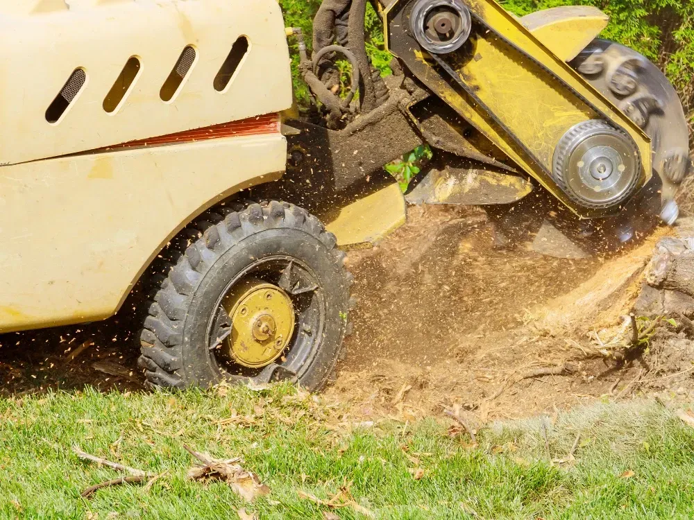Stump grinding close up residential near Fort Grounds Coeur d'Alene