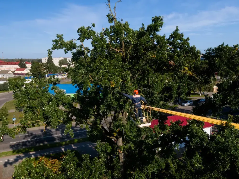 Professional tree removal near McEuen Park Coeur d'Alene
