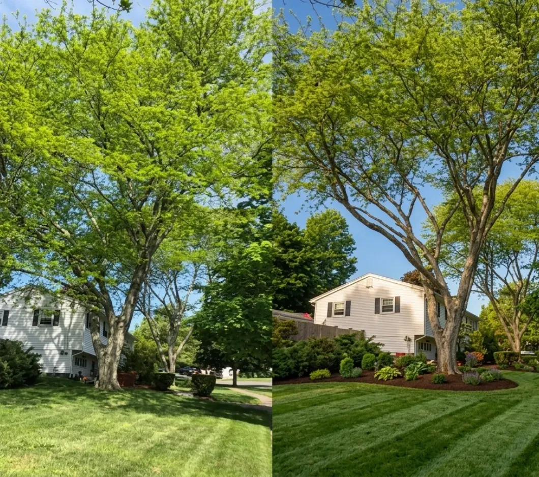 Before after tree trimming residential front yard near Dalton Gardens Coeur d'Alene
