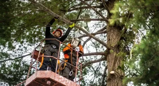 Tree trimming professional canopy aerial rope work pruning residential near Garden District Coeur d'Alene