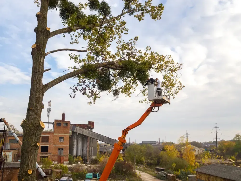 ISA-certified tree trimming near Tubbs Hill Coeur d'Alene